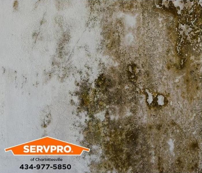 A mold infestation is visible on a wall.